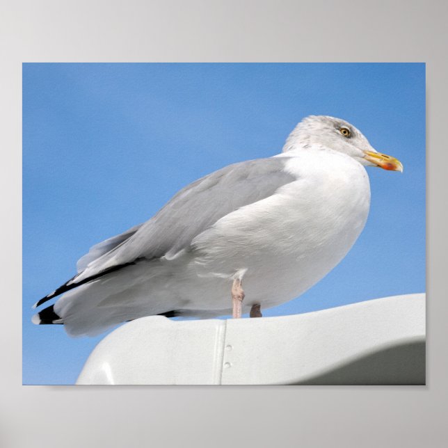 Closeup herring gull perched on boat cabin on blue poster (Front)