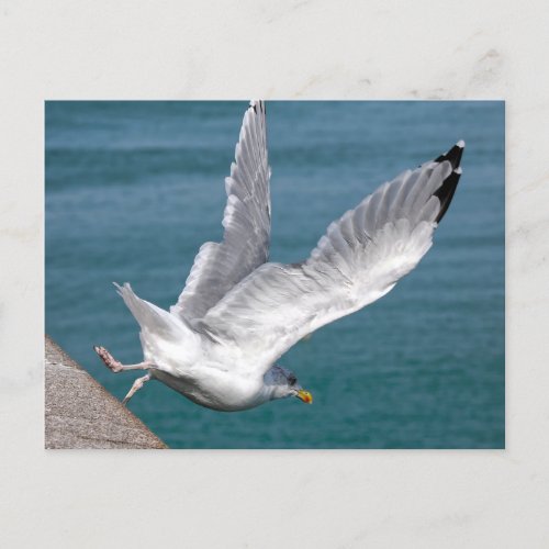 Closeup herring gulls in flight holiday postcard