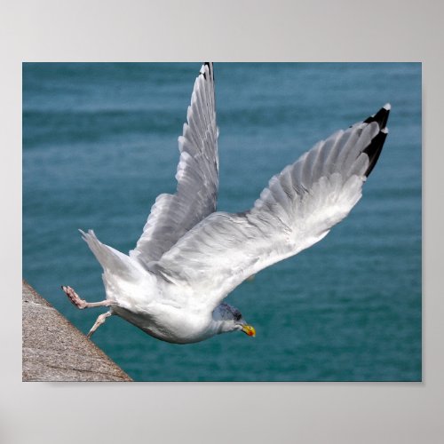 Closeup herring gulls in flight  poster