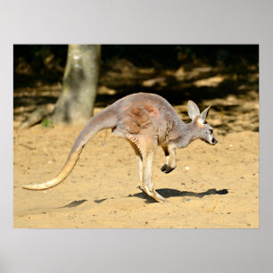 Closeup kangourou walking holiday postcard poster