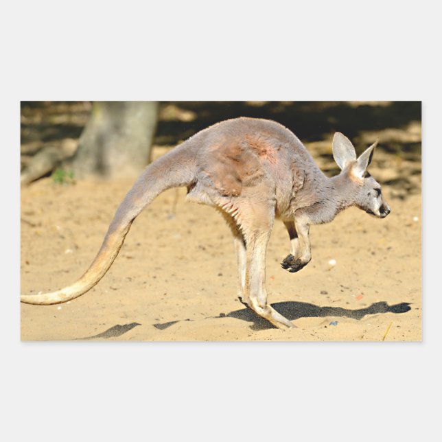Closeup kangourou walking holiday postcard poster rectangular sticker (Front)
