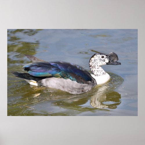 Closeup male knob_billed duck or African comb duck Poster