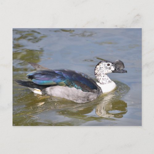 Closeup male knob_billed duck postcard