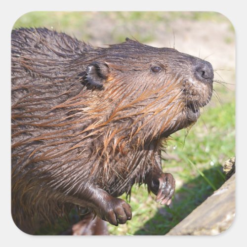 Closeup North American Beaver Castor canadensis Square Sticker