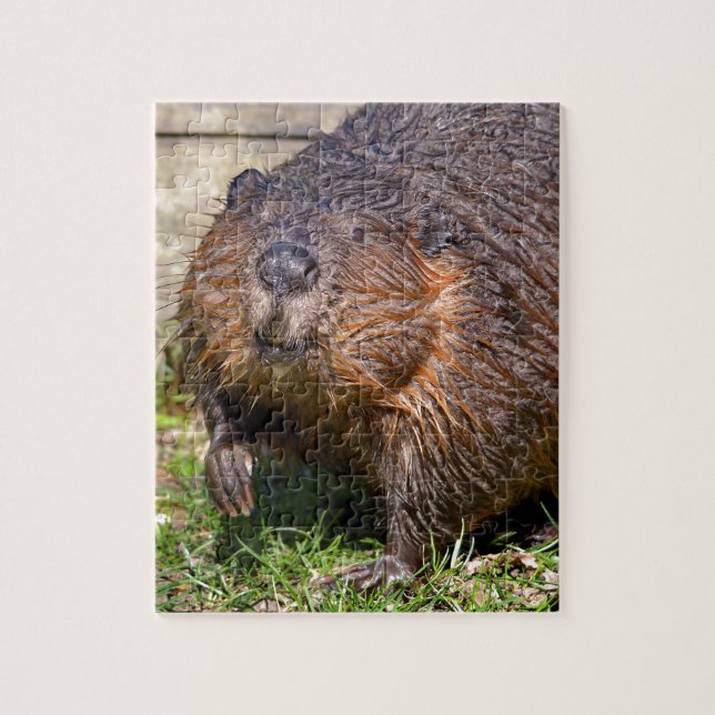 Closeup North American Beaver Jigsaw Puzzle (Vertical)