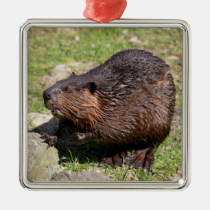 Closeup North American Beaver Metal Ornament
