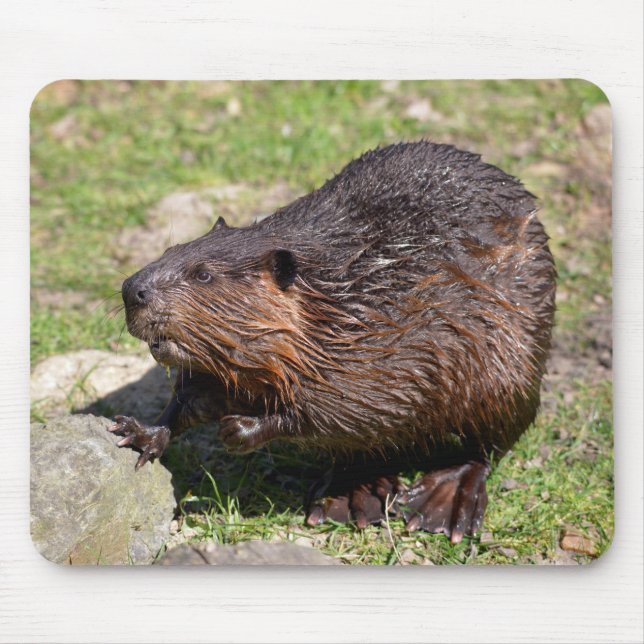 Closeup North American Beaver Mouse Pad (Front)