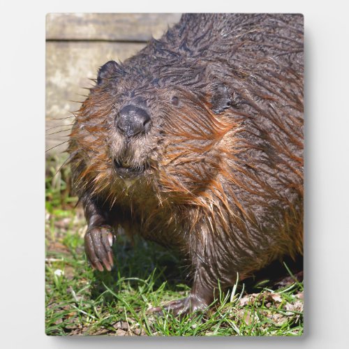 Closeup North American Beaver Plaque