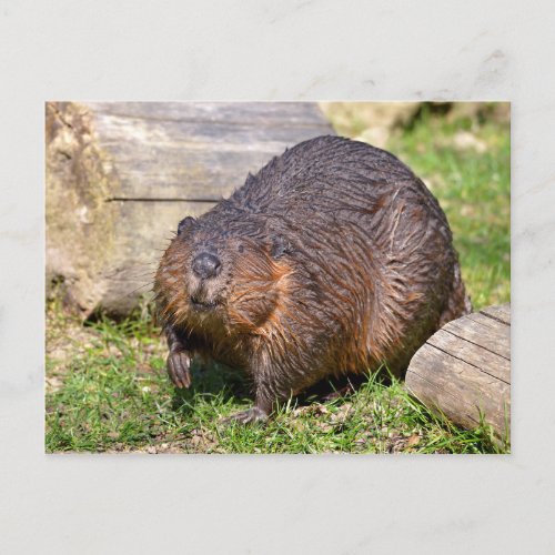 Closeup North American Beaver Postcard