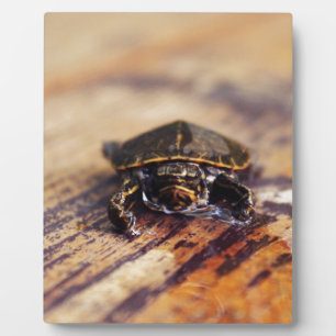 Closeup of a Baby Painted Turtle Plaque