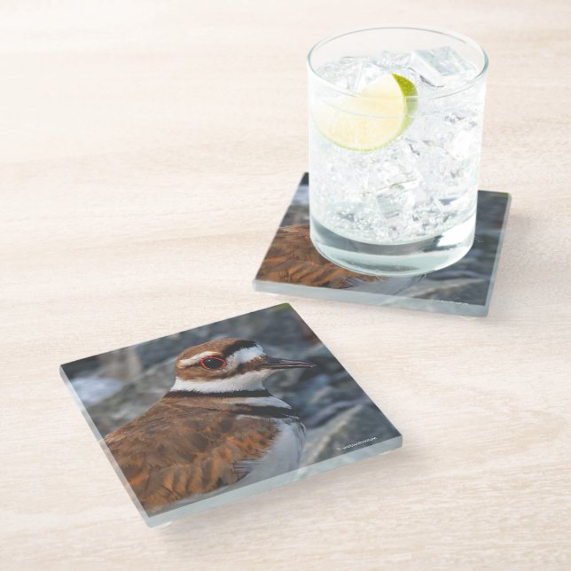 Closeup of a Beautiful Killdeer Glass Coaster (Angled)