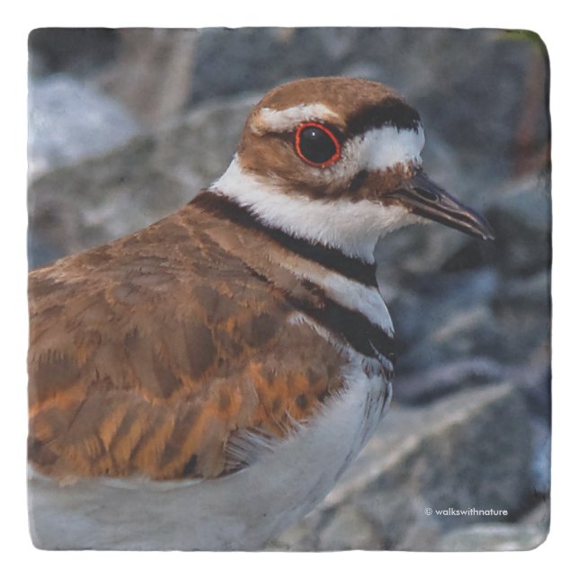 Closeup of a Beautiful Killdeer Trivet (Front)