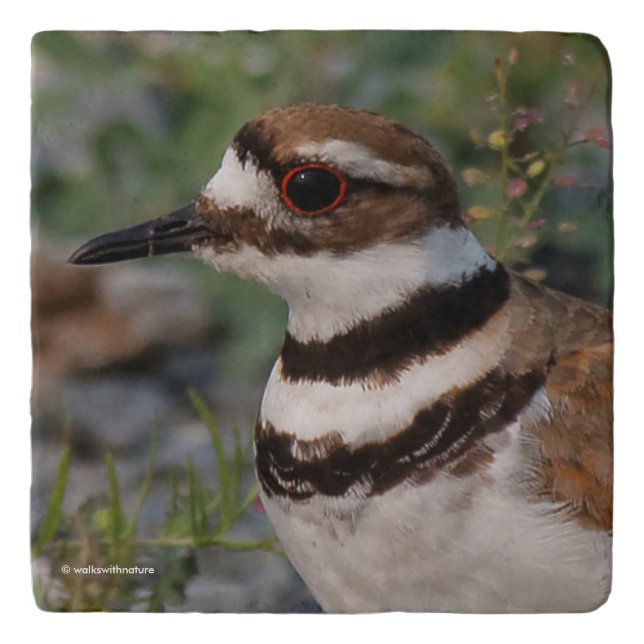 Closeup of a Beautiful Killdeer Trivet (Front)