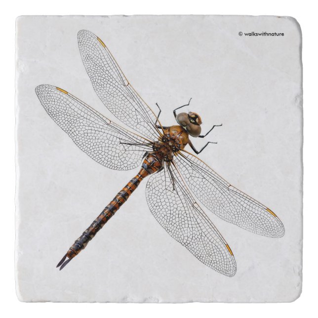 Closeup of a Canada Darner Dragonfly Trivet (Front)