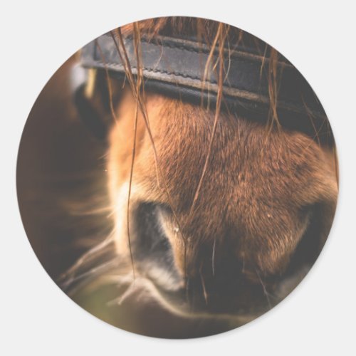 Closeup of a Cute Brown Horse Nose Classic Round Sticker