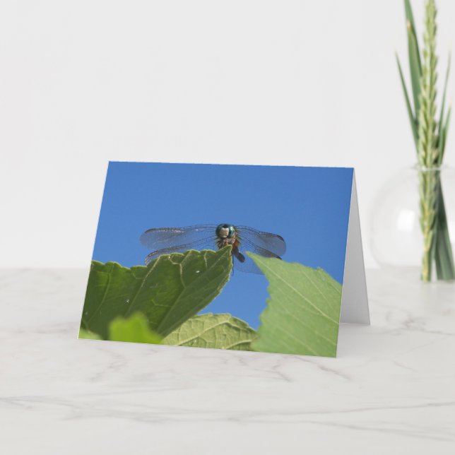 Closeup of a dragonfly against a bright blue sky card (Front)