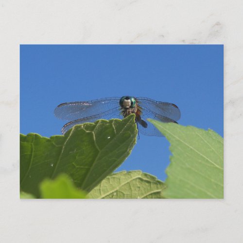 Closeup of a dragonfly against a bright blue sky postcard