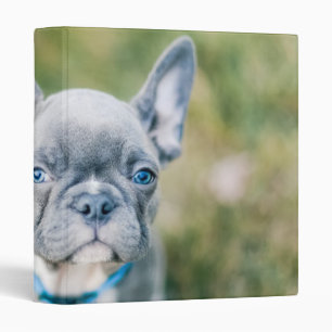 Closeup of a French Bulldog 3 Ring Binder