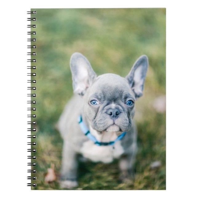 Closeup of a French Bulldog Notebook (Front)
