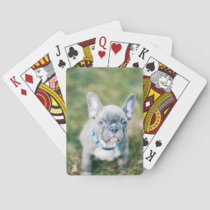 Closeup of a French Bulldog Poker Cards