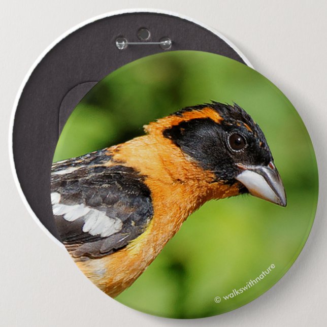 Closeup of a Handsome Black-Headed Grosbeak Button (Front & Back)