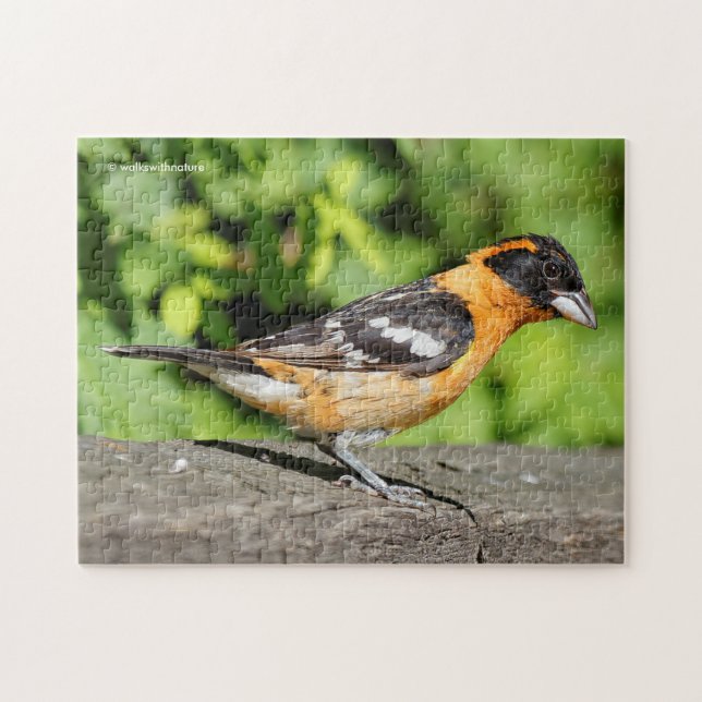 Closeup of a Handsome Black-Headed Grosbeak Jigsaw Puzzle (Horizontal)