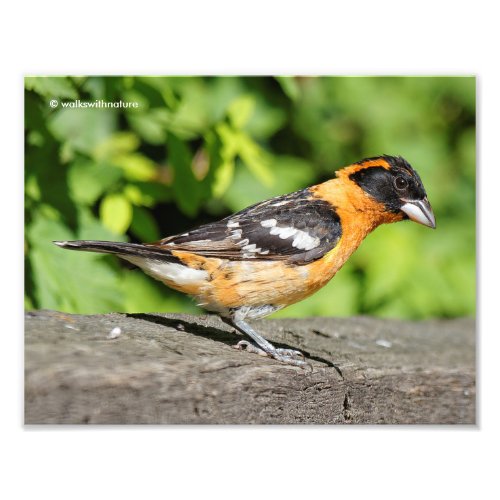 Closeup of a Handsome Black_Headed Grosbeak Photo Print