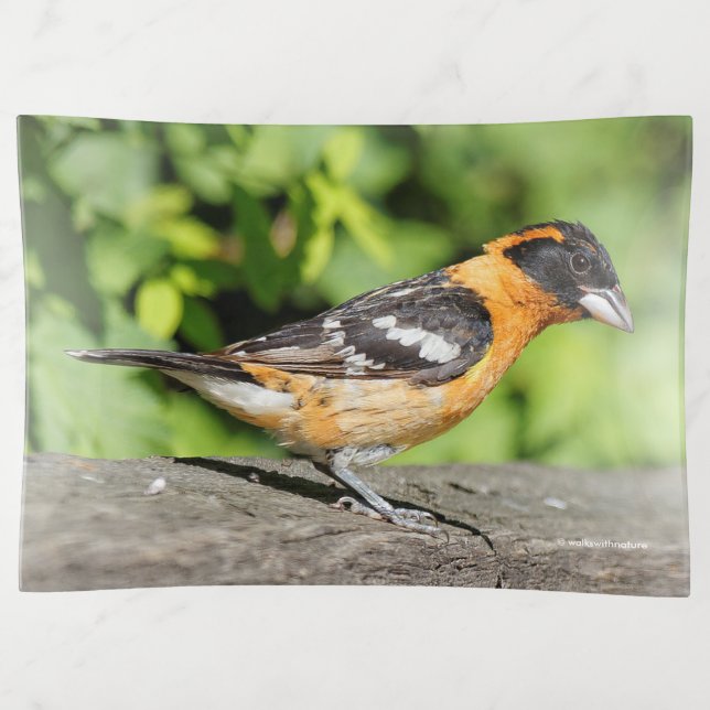 Closeup of a Handsome Black-Headed Grosbeak Trinket Tray (Front)