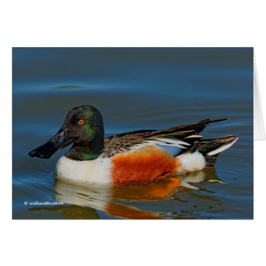 Closeup of a Handsome Northern Shoveler Duck (Front Horizontal)