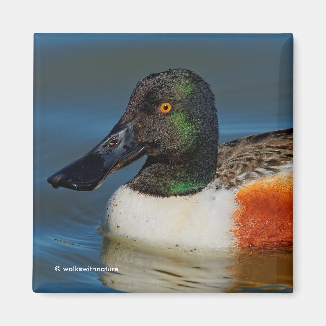 Closeup of a Handsome Northern Shoveler Duck Magnet (Front)