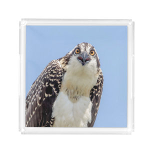 Closeup of a Juvenile Osprey Acrylic Tray