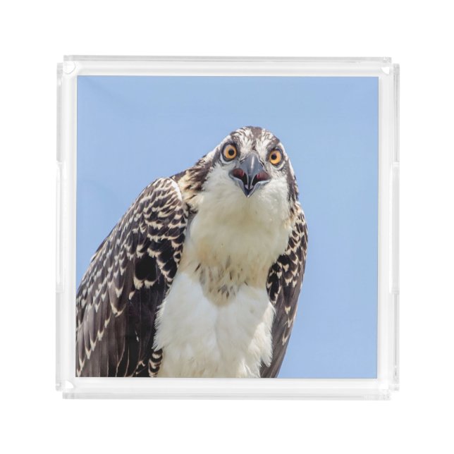 Closeup of a Juvenile Osprey Acrylic Tray (Front)