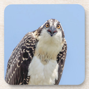 Closeup of a Juvenile Osprey Coaster