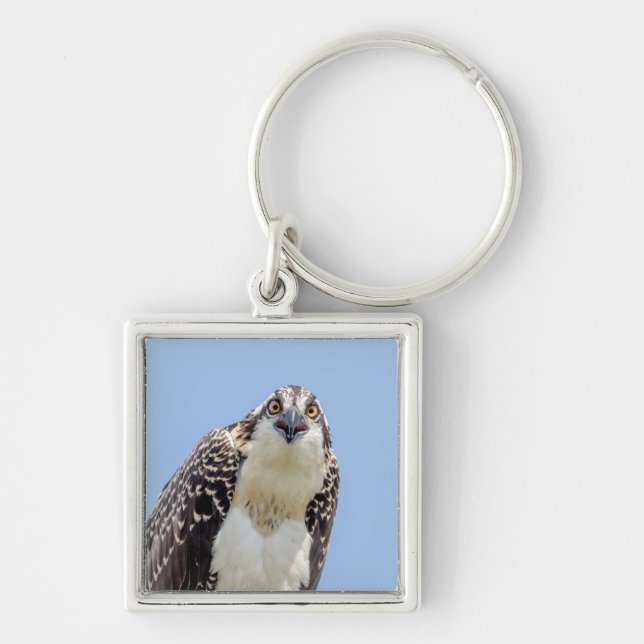 Closeup of a Juvenile Osprey Keychain (Front)
