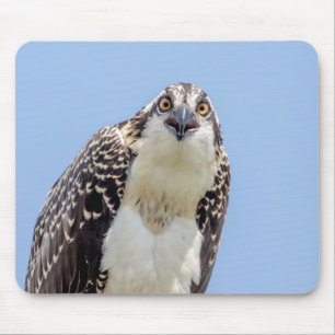 Closeup of a Juvenile Osprey Mouse Pad