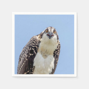 Closeup of a Juvenile Osprey Paper Napkins