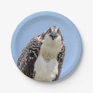 Closeup of a Juvenile Osprey Paper Plates