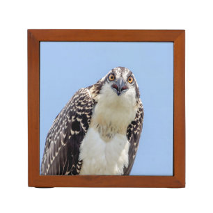 Closeup of a Juvenile Osprey Pencil Holder