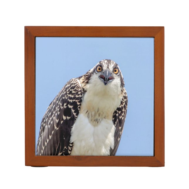 Closeup of a Juvenile Osprey Pencil Holder (Front)