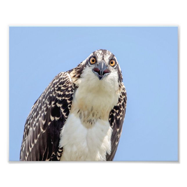 Closeup of a Juvenile Osprey Photo Print (Front)