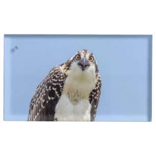 Closeup of a Juvenile Osprey Place Card Holder