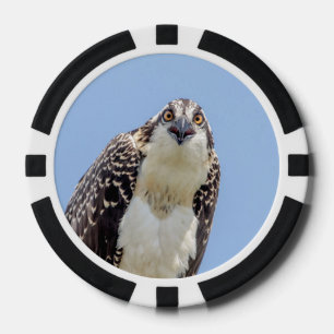 Closeup of a Juvenile Osprey Poker Chips