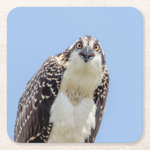 Closeup of a Juvenile Osprey Square Paper Coaster
