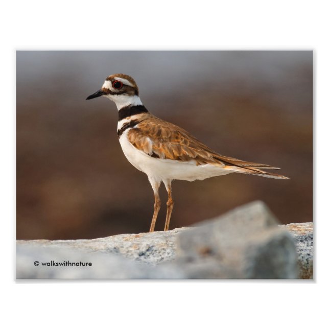 Closeup of a Killdeer Photo Print (Front)