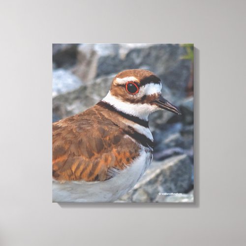 Closeup of a Killdeer Shorebird on the Rocks Canvas Print