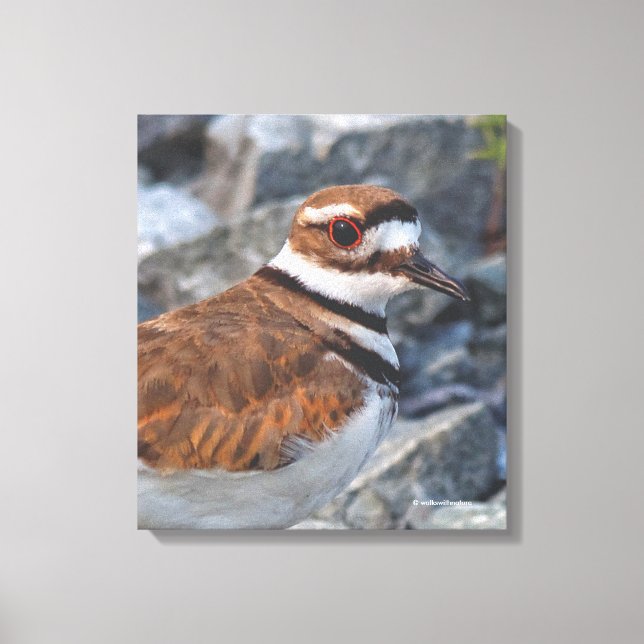 Closeup of a Killdeer Shorebird on the Rocks Canvas Print (Front)
