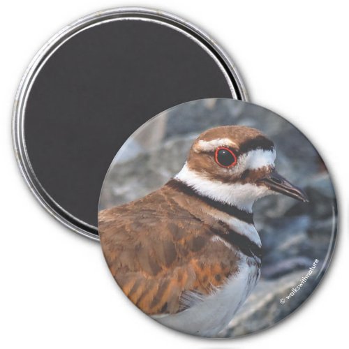 Closeup of a Killdeer Shorebird on the Rocks Magnet