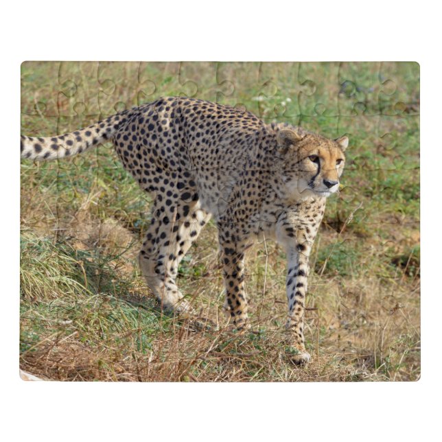 Closeup of African Cheetah Jigsaw Puzzle (Puzzle Horizontal)