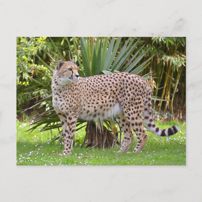 Closeup of African Cheetah Postcard (Front)