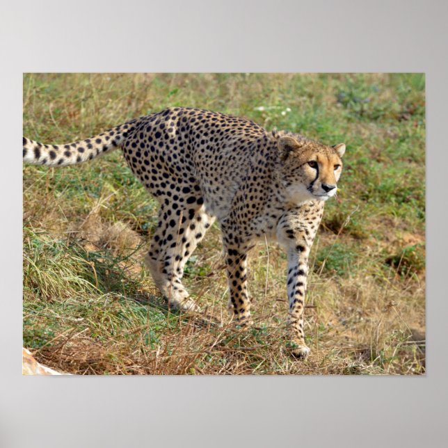 Closeup of African Cheetah Poster (Front)